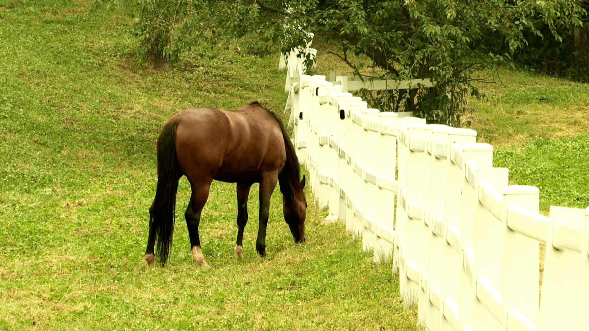 1920x1080 Landscape Of Farm In Goyang Si, Korea Stock Video Footage