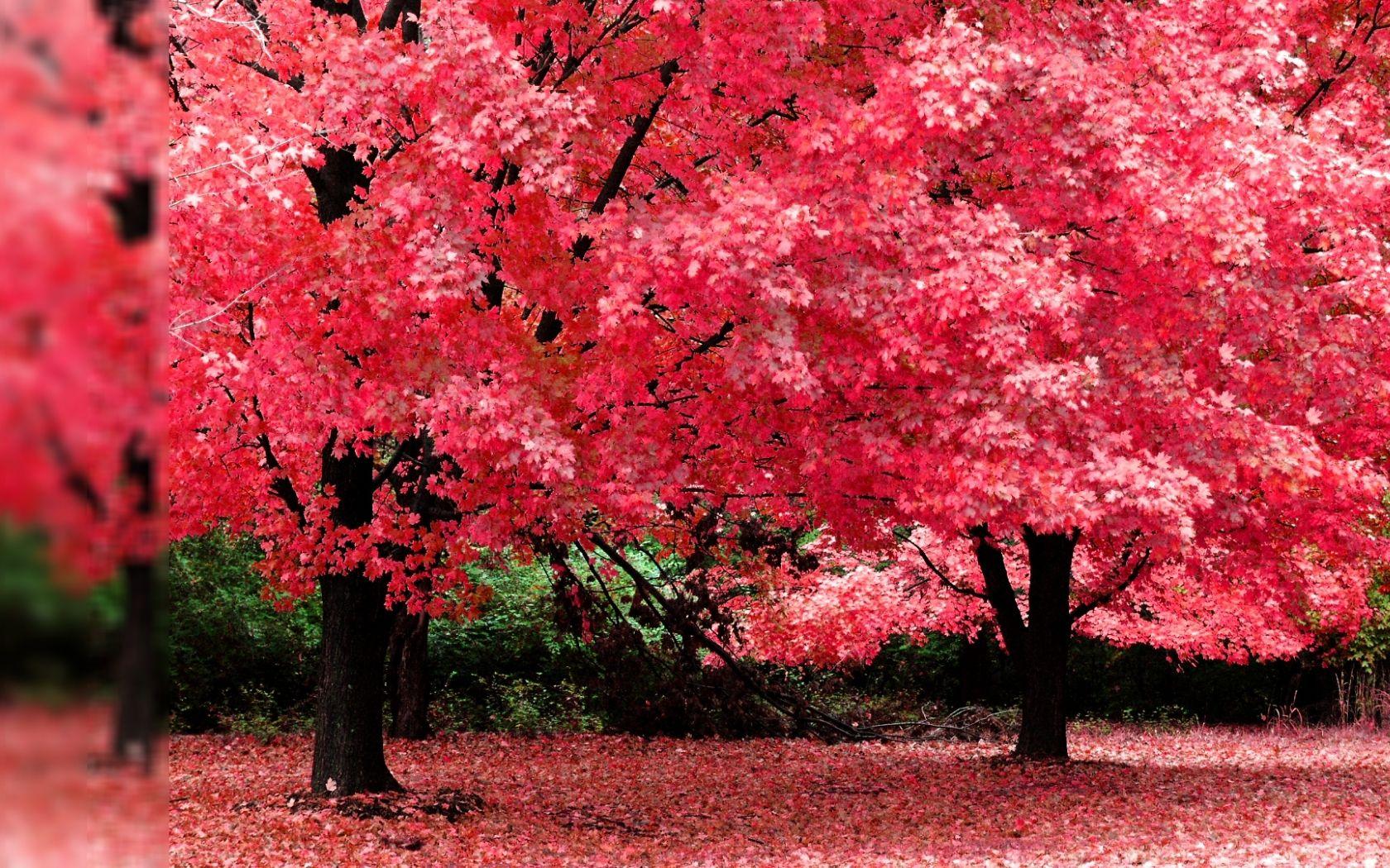 Color Tree Wallpapers - Top Free Color Tree Backgrounds - WallpaperAccess
