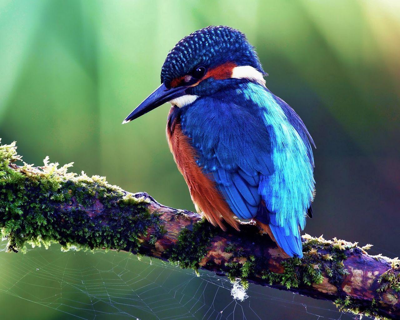 1280x1024 Download wallpaper 1280x1024 bird, tropical bird, color, tree, sit standard 5:4 HD background