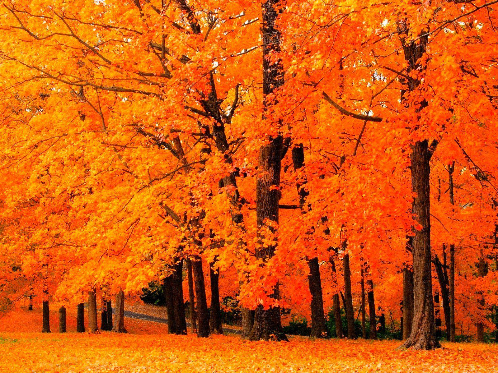 Color Tree Wallpapers - Top Free Color Tree Backgrounds - WallpaperAccess