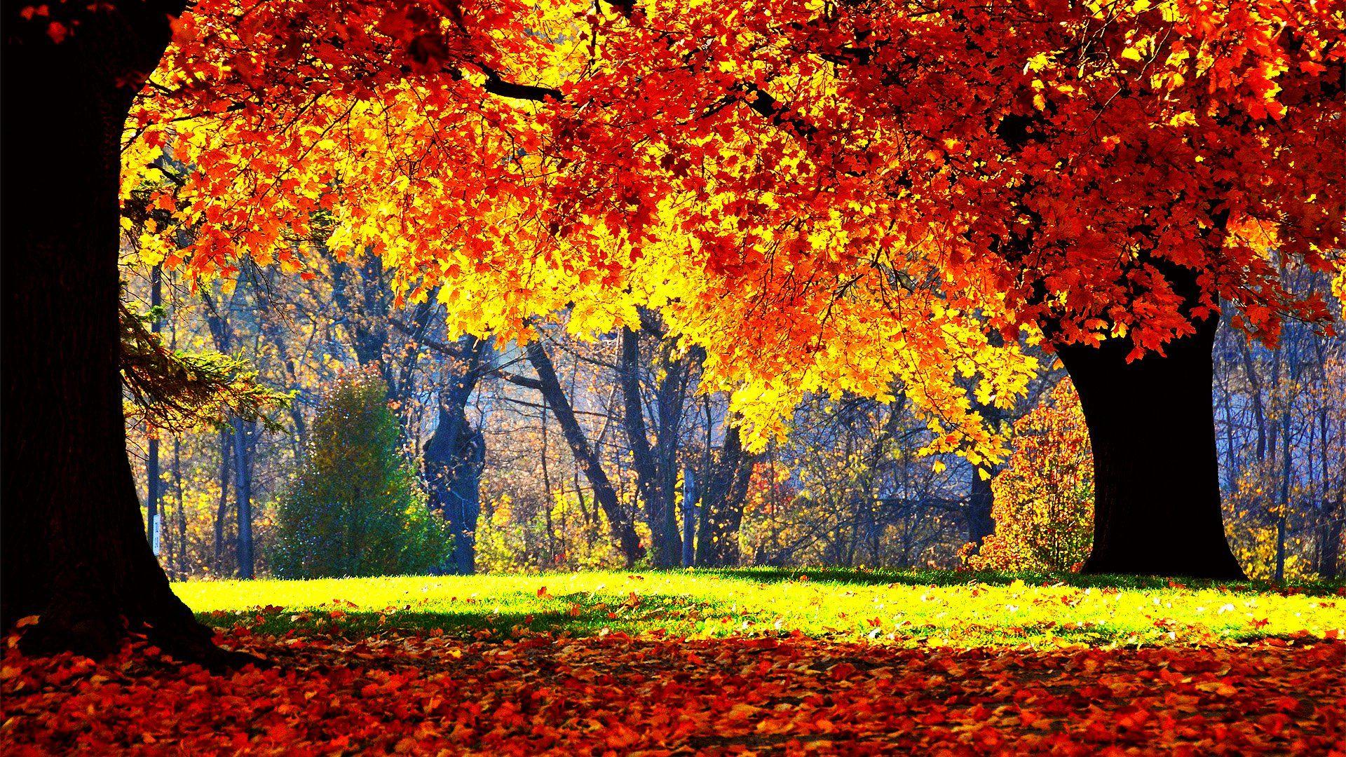 Color Tree Wallpapers - Top Free Color Tree Backgrounds - WallpaperAccess