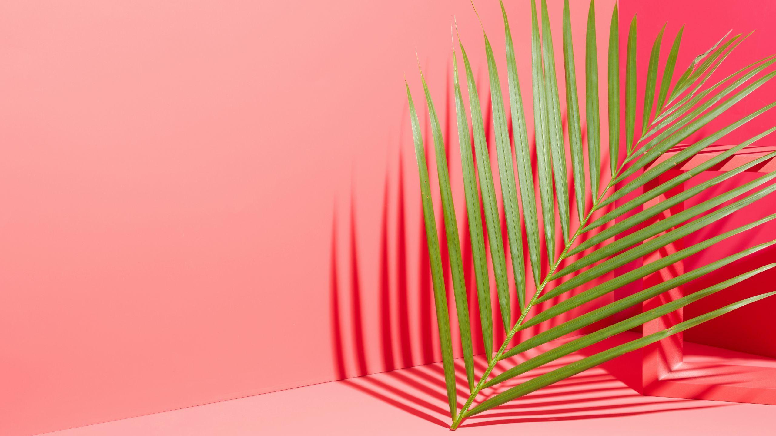 Pink Palm Leaf Wallpapers - Top Free Pink Palm Leaf Backgrounds