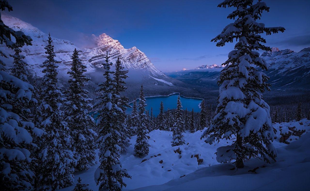 1280x788 Desktop Wallpaper Banff Canada Peyto Lake Spruce Winter Nature