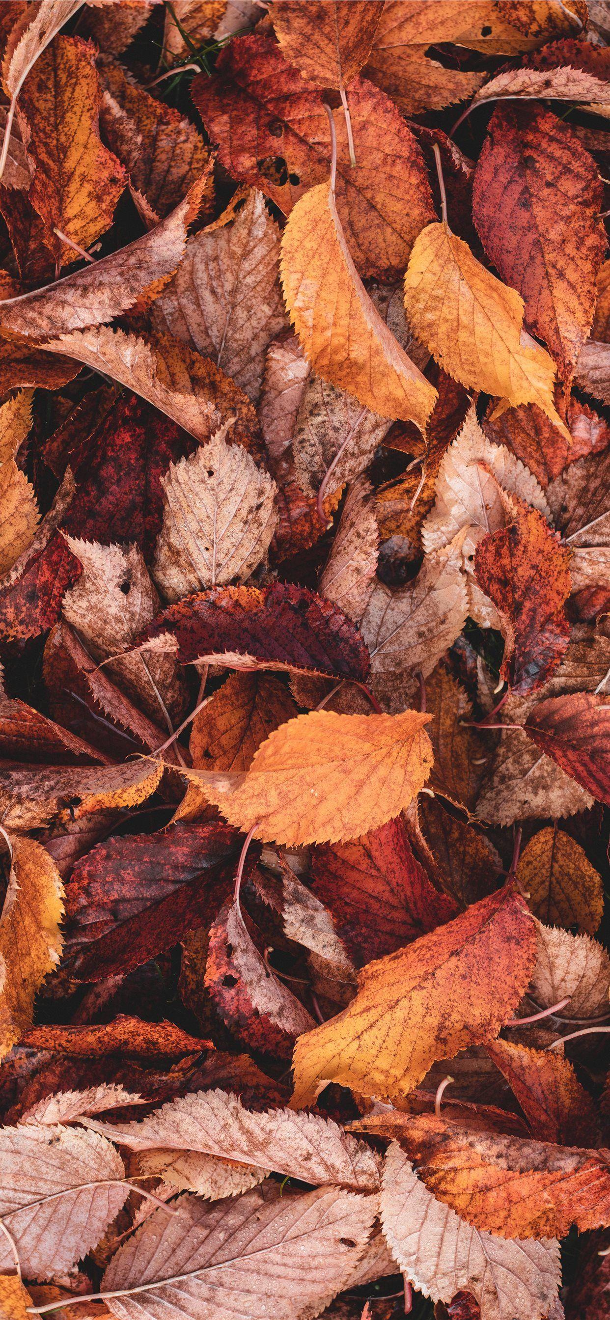 1242x2688 brown and yellow leaves iPhone 11 Wallpaper Free Download