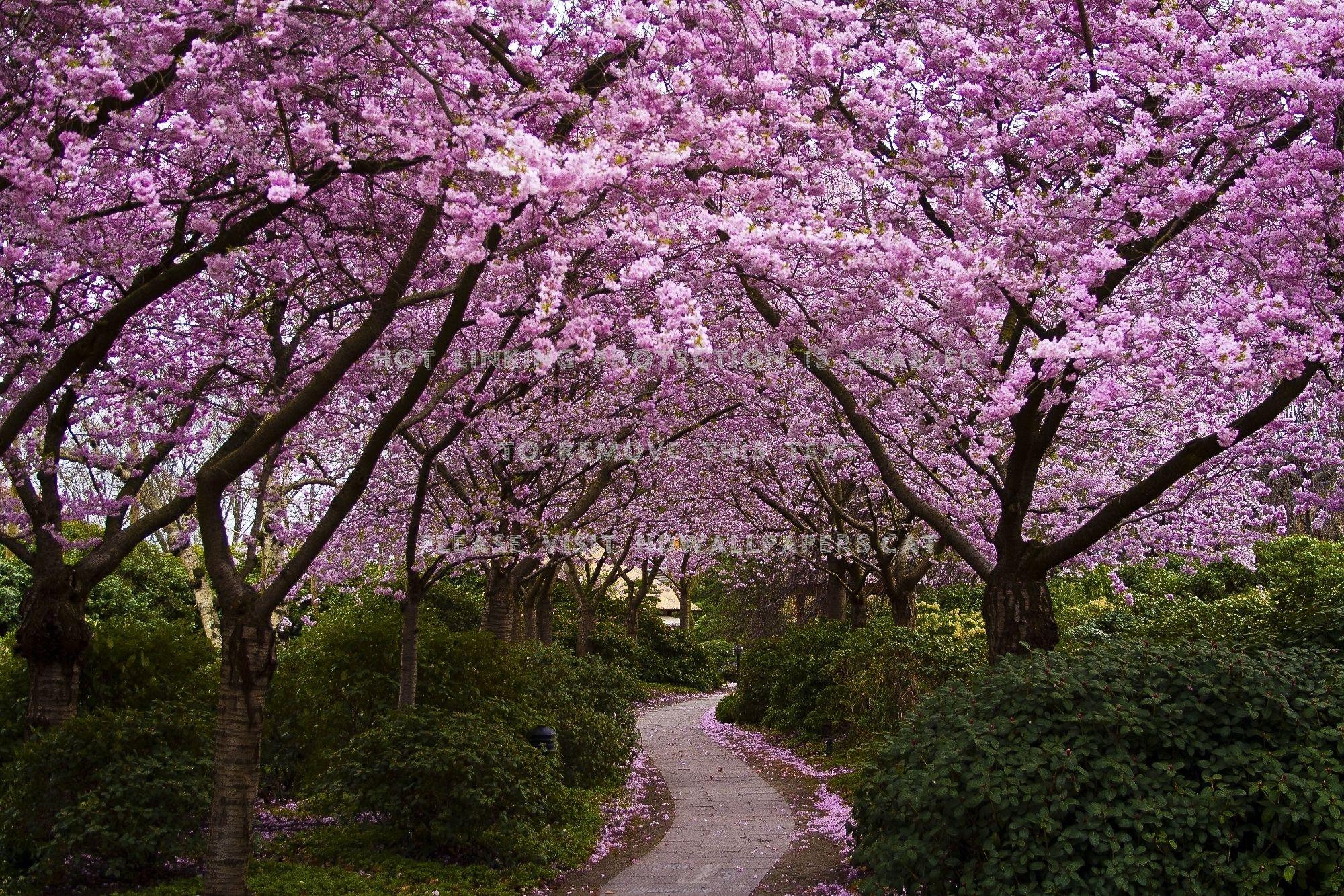 2000x1333 sakura way flowers japanese cherry blossom
