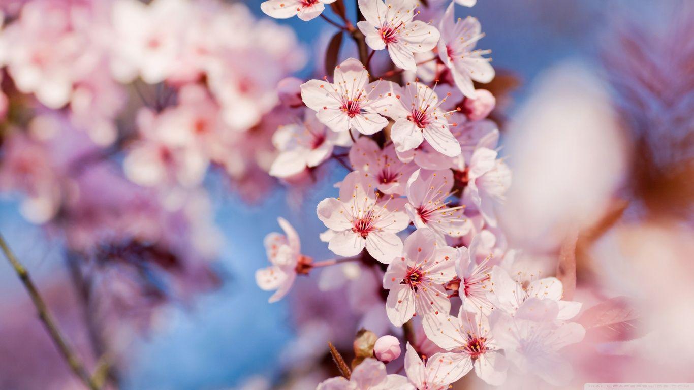1366x768 Cherry Blossom. Cherry blossom wallpaper, Sakura cherry blossom, Blossom flower