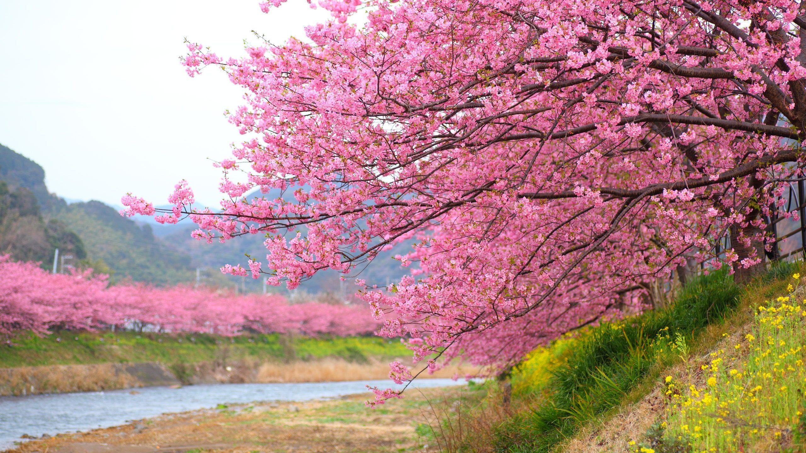 2560x1440 Cherry Blossom Season in Kawazu, Japan Has Arrived—Take a Look