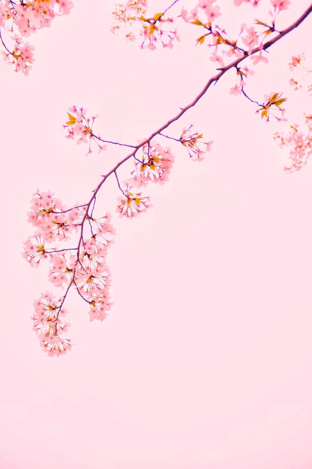 Hình nền hoa anh đào 1000x1500: Tải xuống HD miễn phí [HQ)
