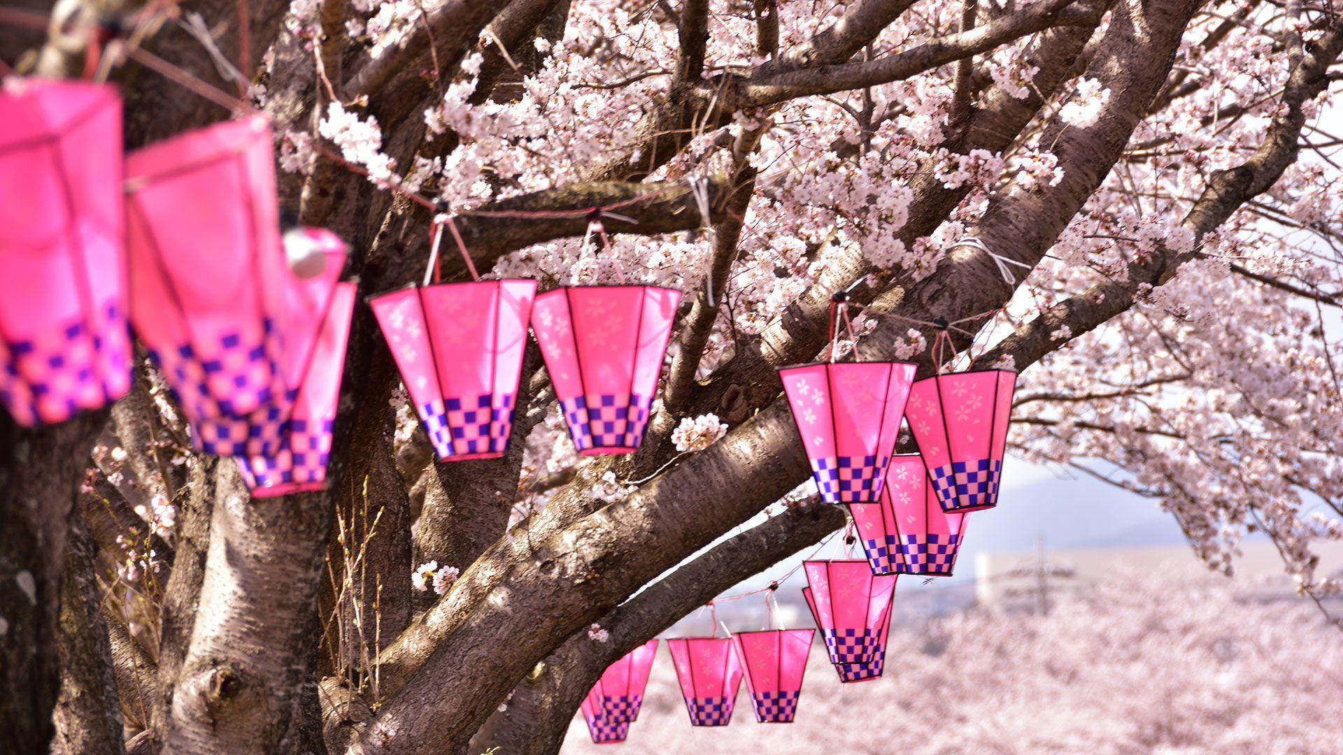 1920x1080 All you need to know about Sakura Japanese Cherry Blossom trees. The Official Tokyo Travel Guide, GO TOKYO