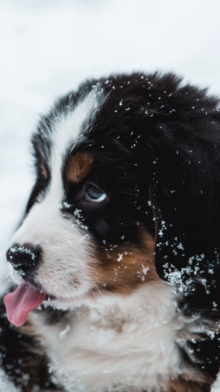 938x1668 Download wallpaper 938x1668 puppy, dog, protruding tongue, snow