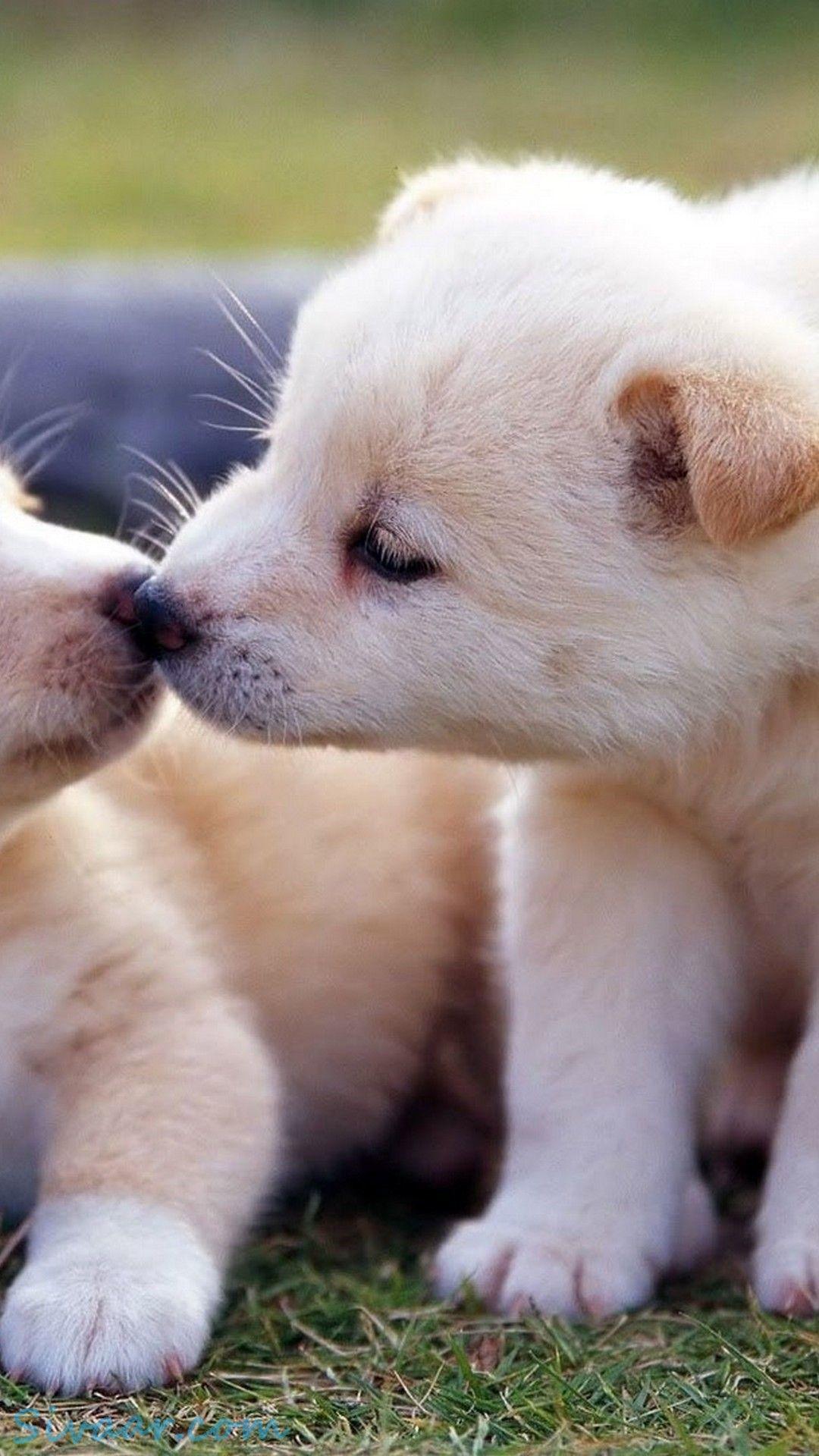 1080x1920 Cute Puppy Wallpaper For iPhone