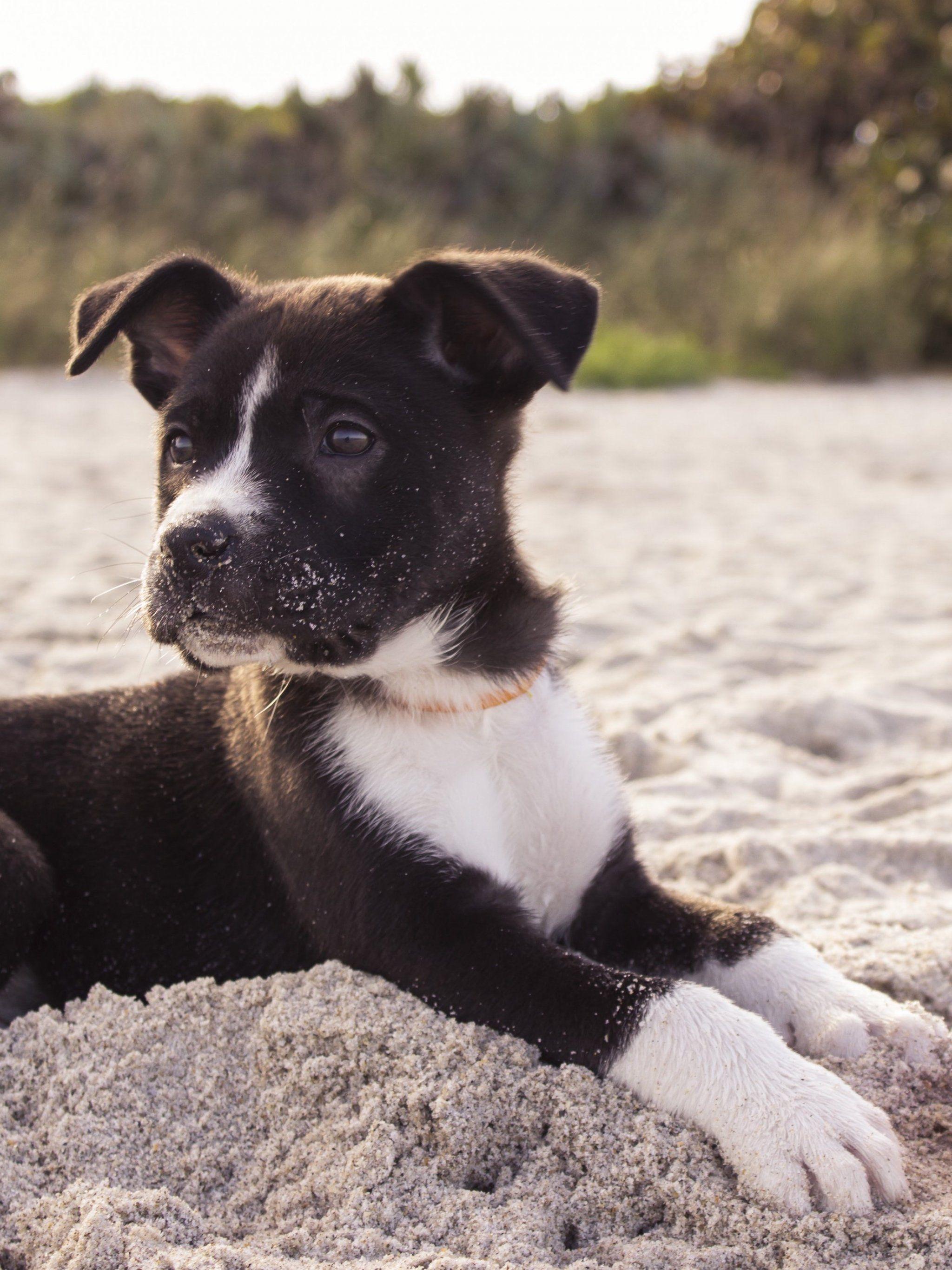 2048x2732 Puppy on the Beach Wallpaper, Android & Desktop Background