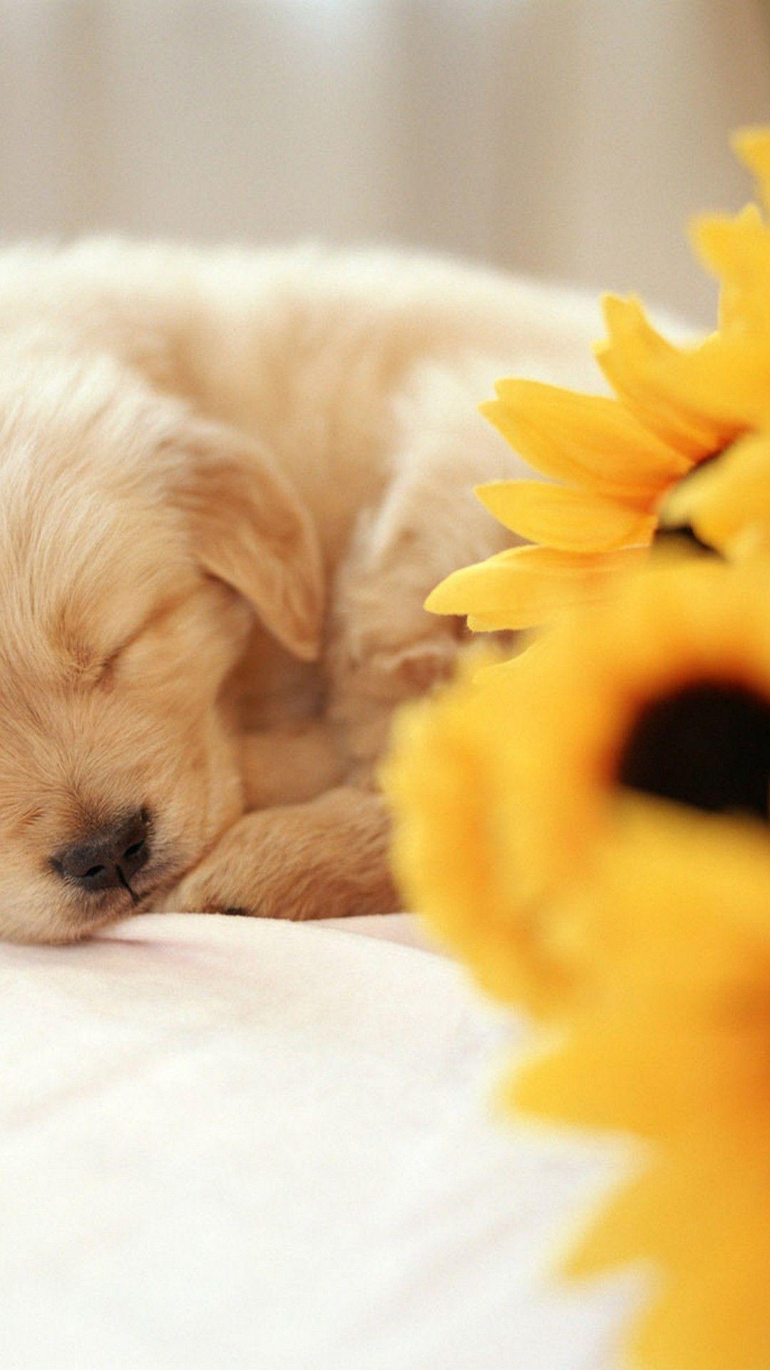 Cute Puppy iPhone Wallpapers  Top Free Cute Puppy iPhone Backgrounds   WallpaperAccess
