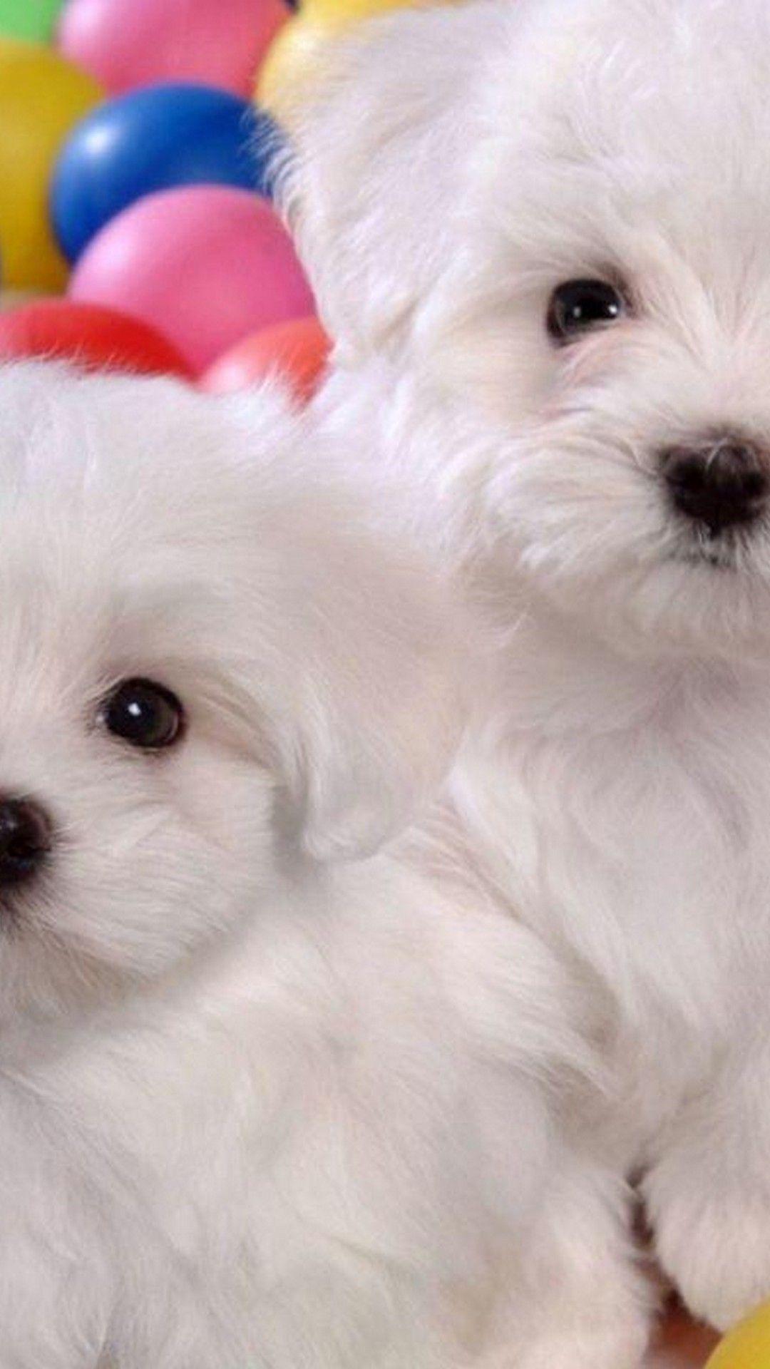 1080x1920 Puppies iPhone Wallpaper HD Cute Wallpaper