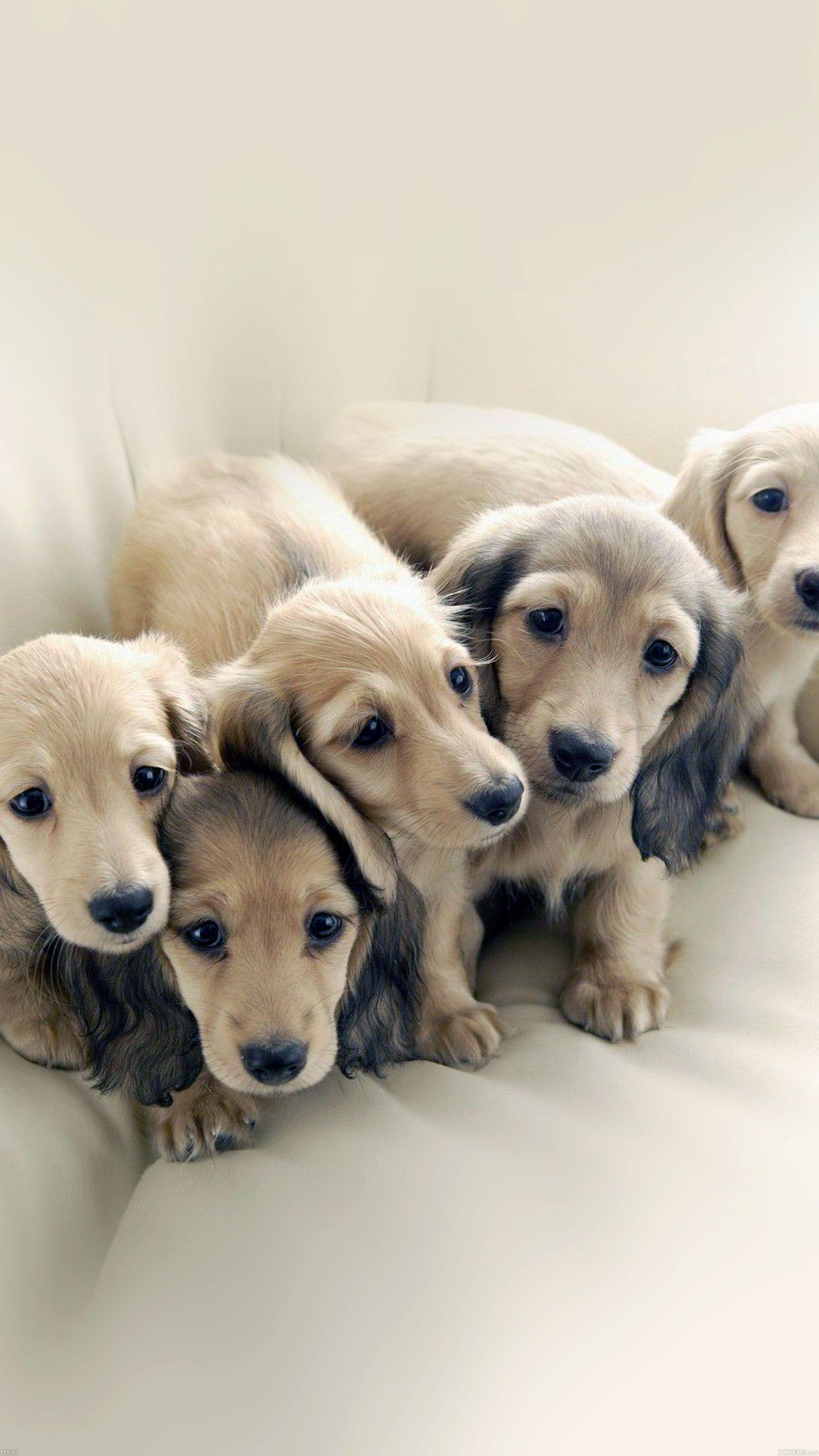1242x2208 Puppy Dog Retriever Family Animal