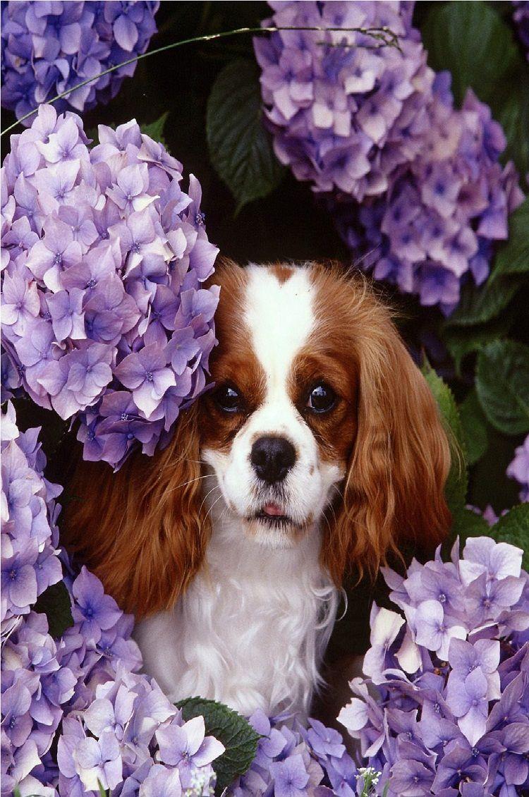 750x1130 Cute Puppy iphone 6 Wallpaper. iPhone 6 Wallpaper