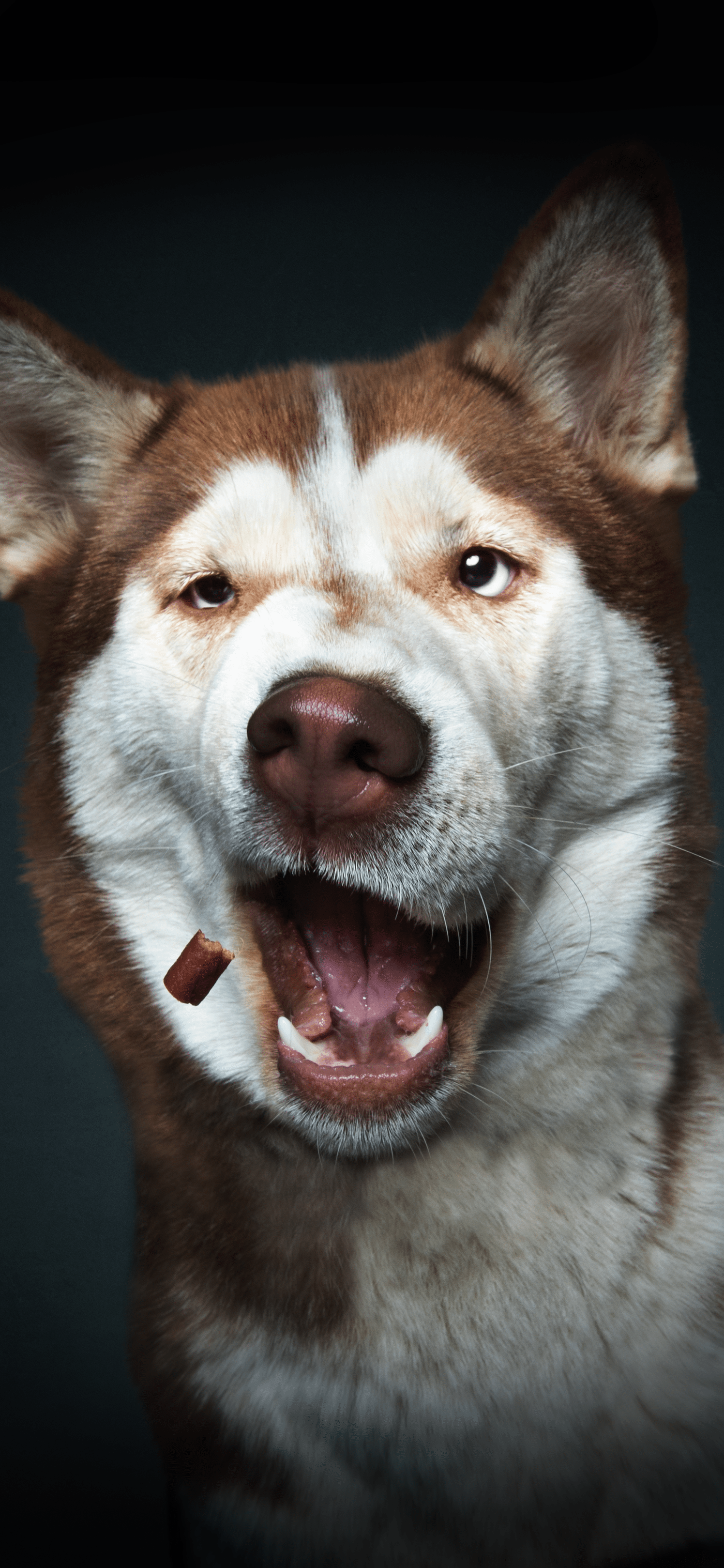 1496x3238 Download these adorable Christian Vieler dog wallpaper
