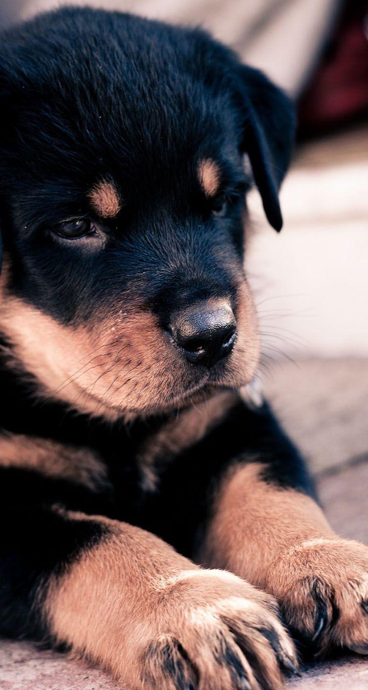 744x1392 The iPhone Wallpaper Cute Rottweiler Puppy