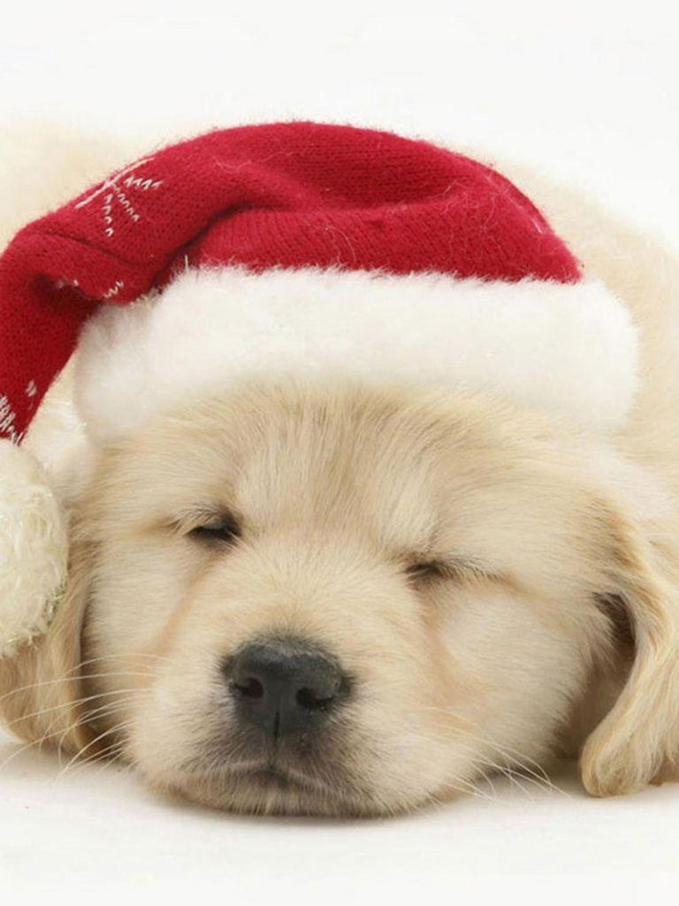 768x1024 Free download Cute Puppy In Christmas Hat iPhone 8 Wallpaper