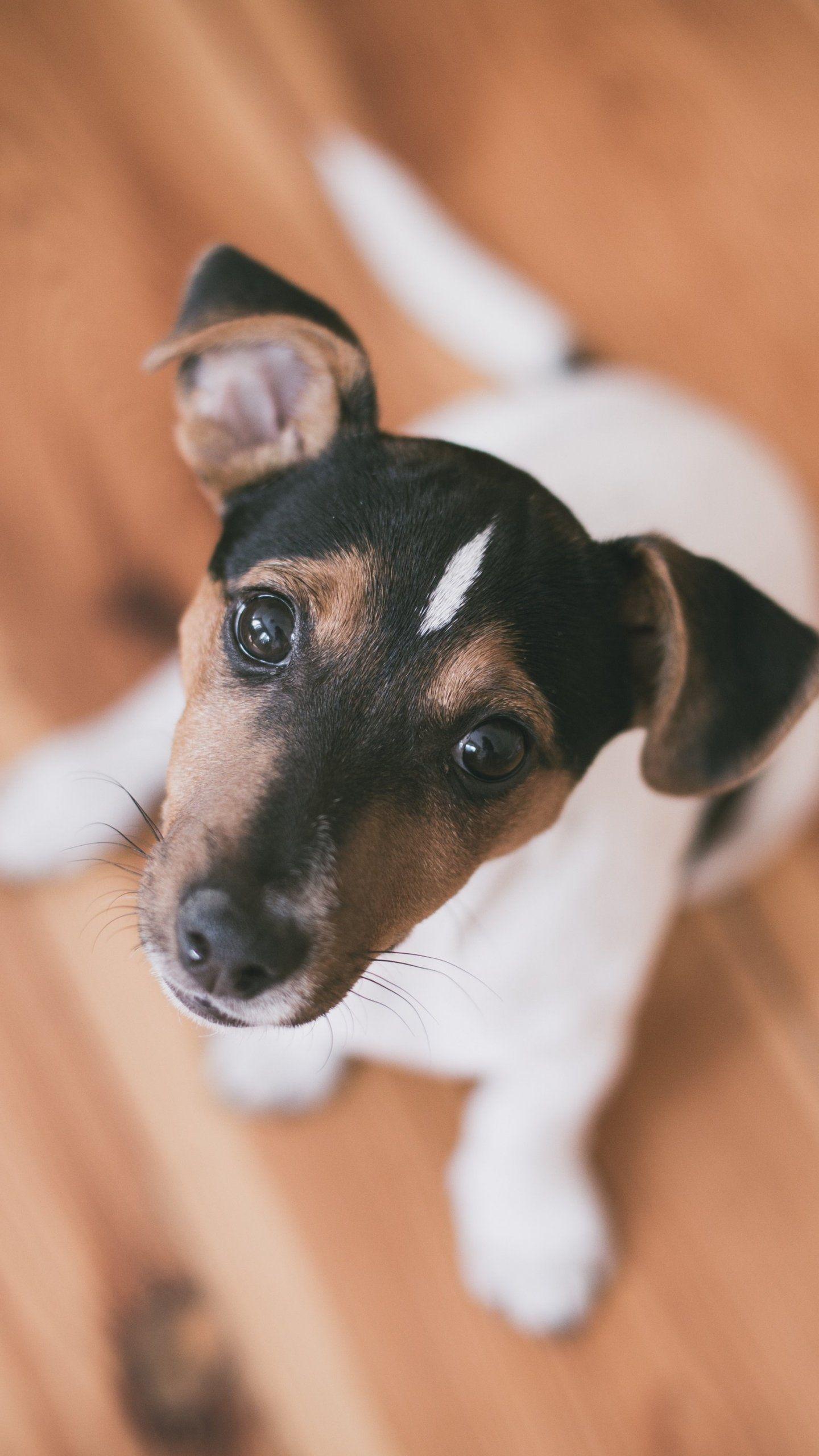 1440x2560 Terrier Puppy Wallpaper, Android & Desktop Background