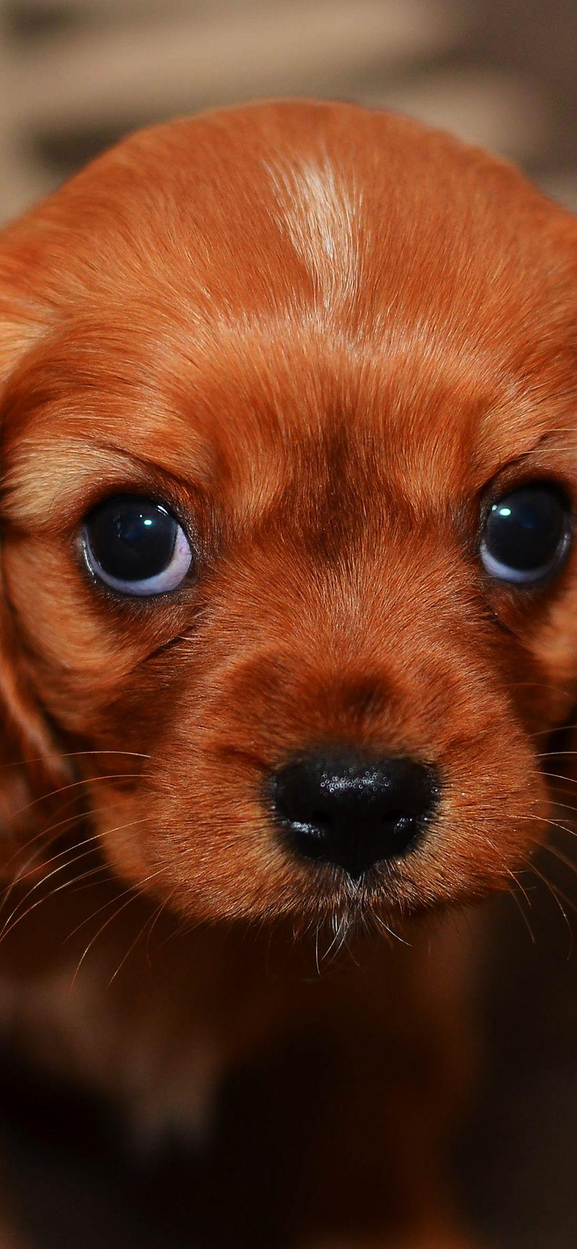 Cute Puppy iPhone Wallpapers Top Free Cute Puppy iPhone Backgrounds