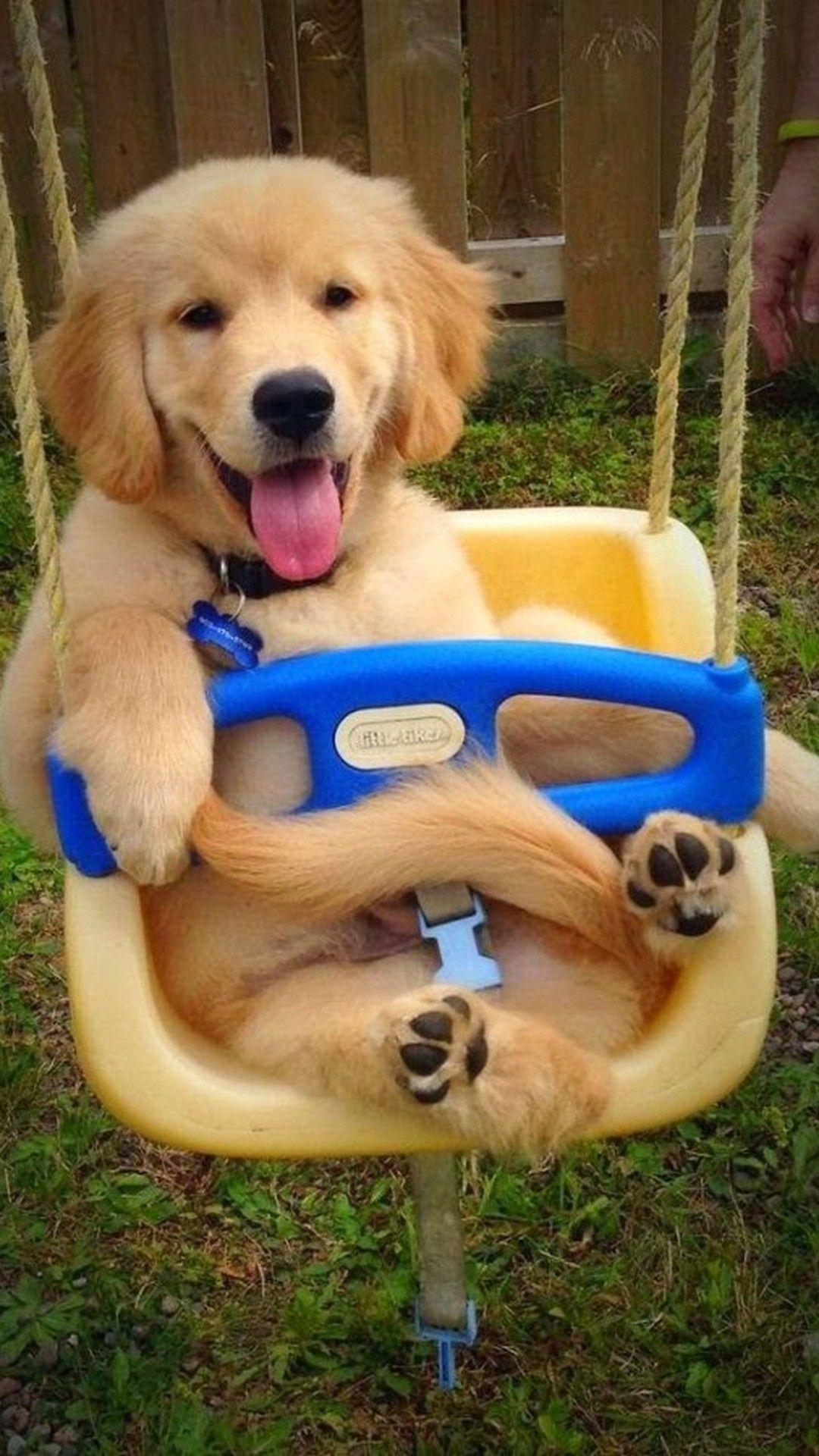 1080x1920 iPhone 7 Wallpaper Picture Of Puppies 3D iPhone Wallpaper