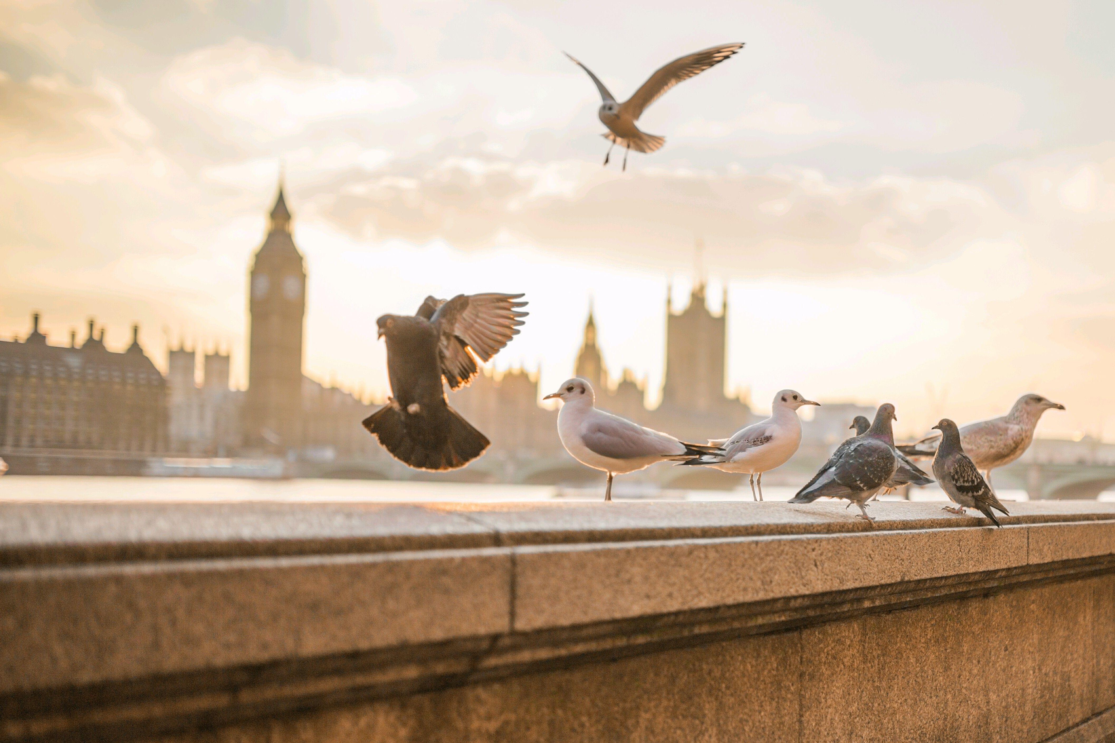 4227x2818 photography, Animals, Birds, London Wallpaper HD / Desktop