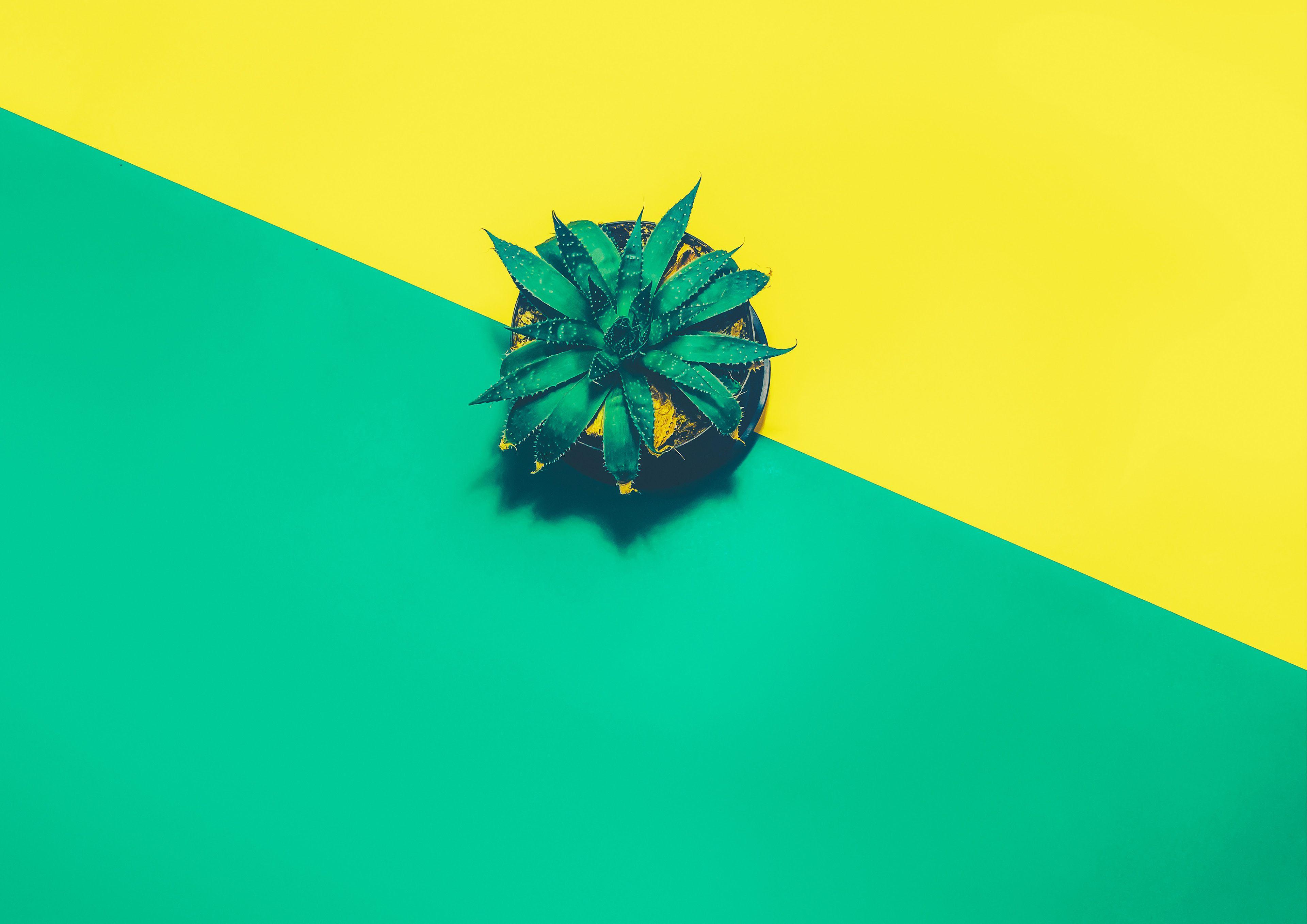 3840x2715 K, #Pineapple, #Minimal. Mocah.org HD Wallpaper
