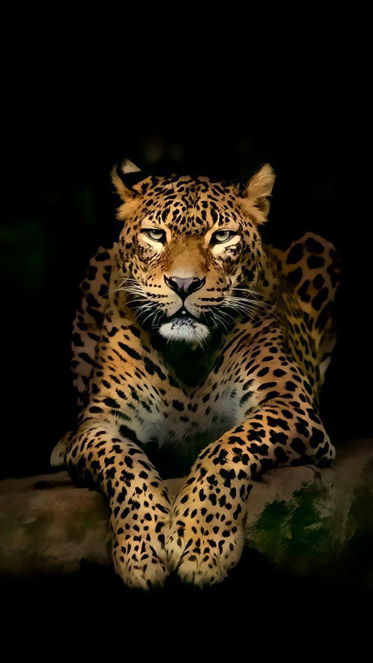 3D Wild Animal Wallpapers - Top Free 3D Wild Animal Backgrounds -  WallpaperAccess