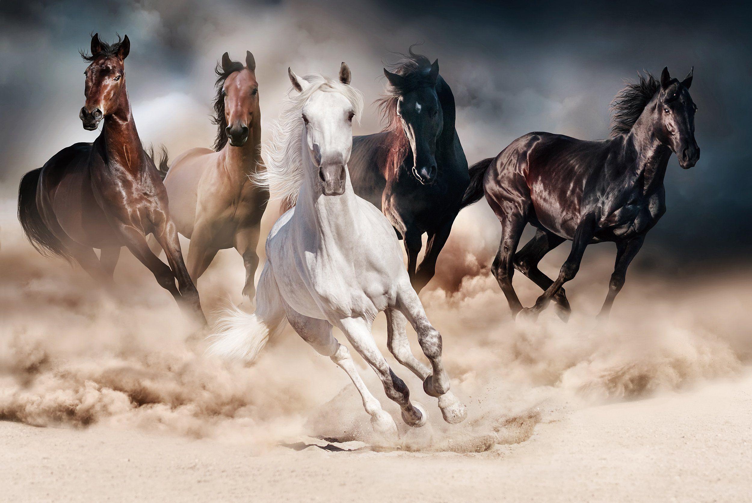 2500x1671 Laura's glass menagerie of which she takes care of. Just like Laura, they are misplaced in the city, and don't know where. Horse wallpaper, Horses, Running horses