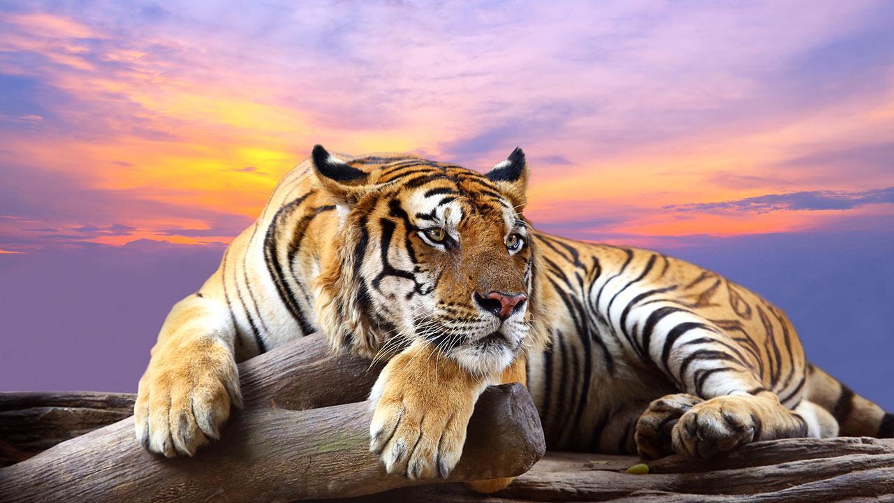 3D Wild Animal Wallpapers - Top Free 3D Wild Animal Backgrounds -  WallpaperAccess