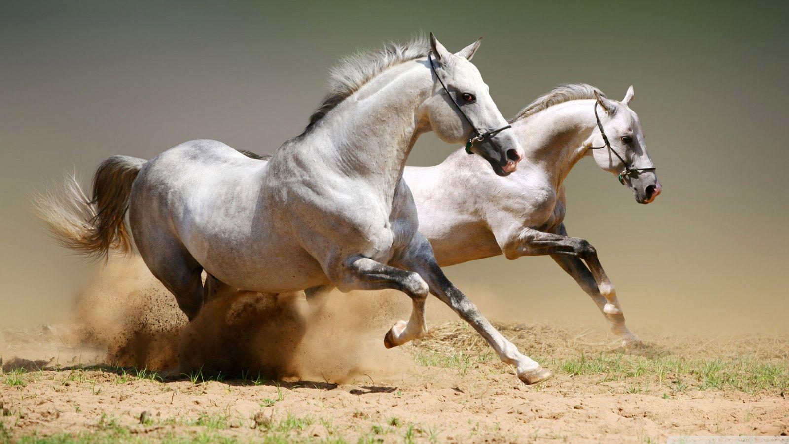 1600x900 Horse Wallpaper Picture