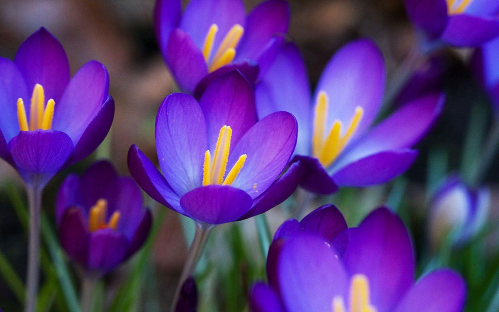1600x1000 Purple Crocus Flowers Wallpaper. Desktop Wallpaper Online. Hình ảnh, Hoa, Màu tím