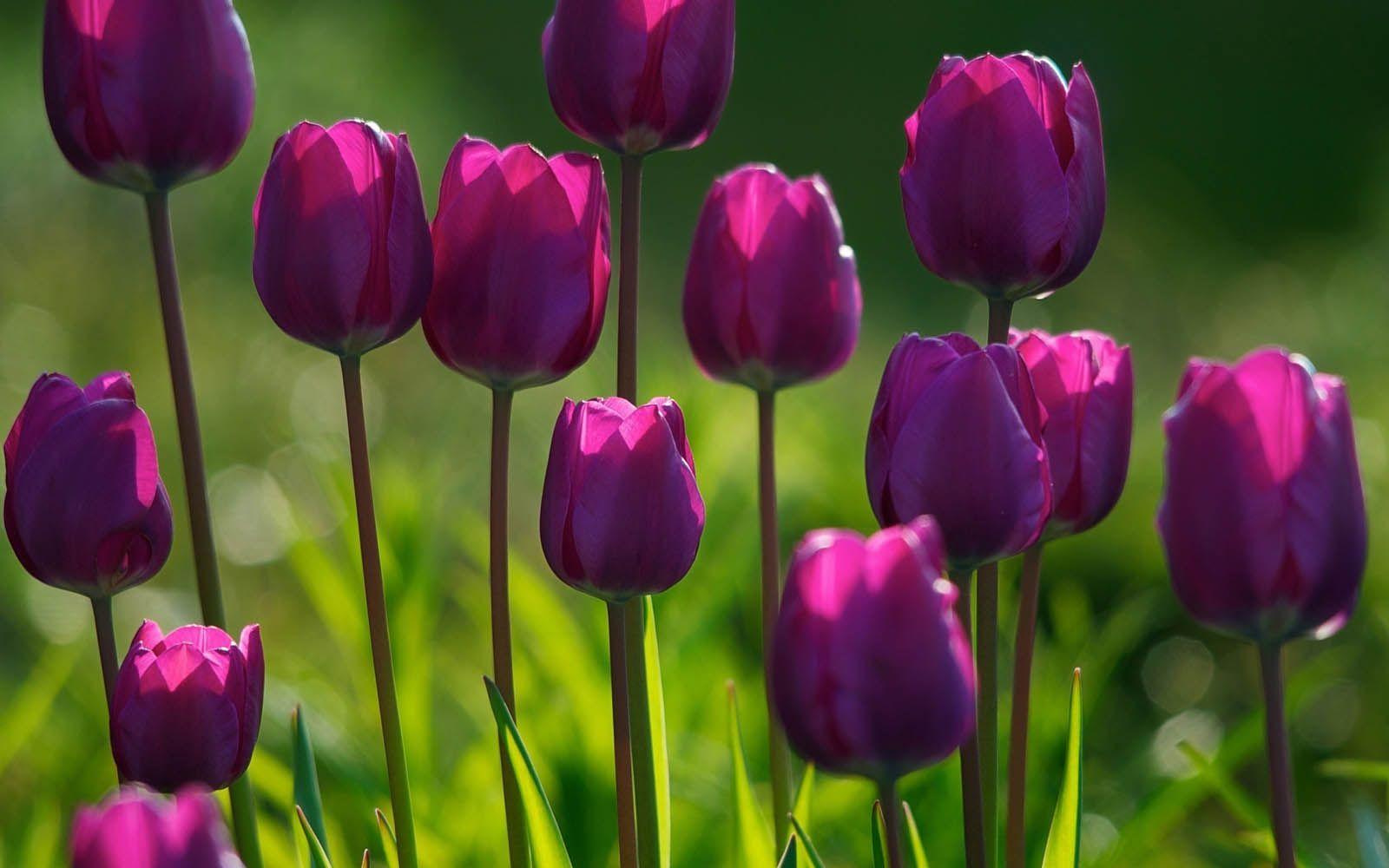 1600x1000 Free download Flowers Desktop Wallpaper Purple Tulips Flowers Desktop Background [1600x1000] for your Desktop, Mobile & Tablet. Explore Purple Flower Desktop Wallpaper. Purple Wallpaper For Computer, Free Wallpaper of