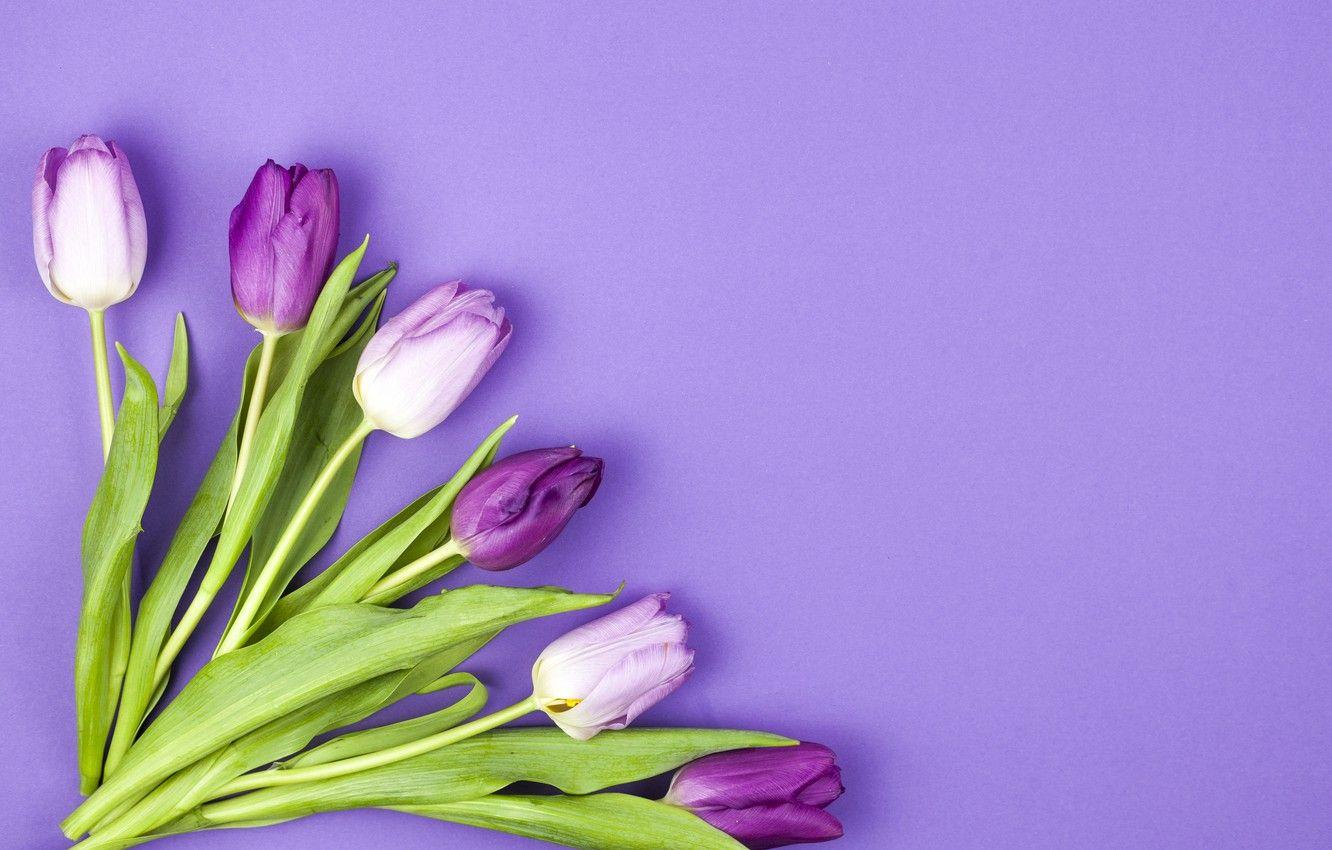 Purple Tulips Wallpapers - Top Free ...