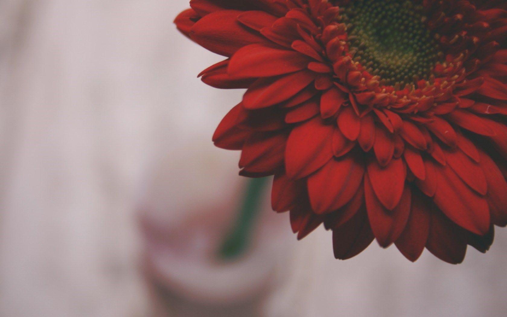 1680x1050 red flower close up Desktop Wallpaperk HD