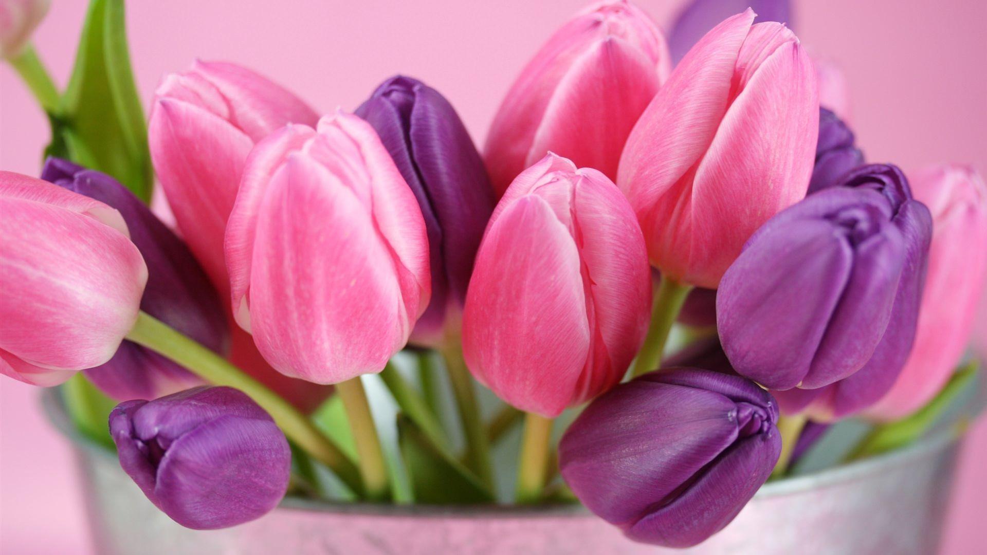 1920x1080 Flowers Pink And Purple HD Wallpaper