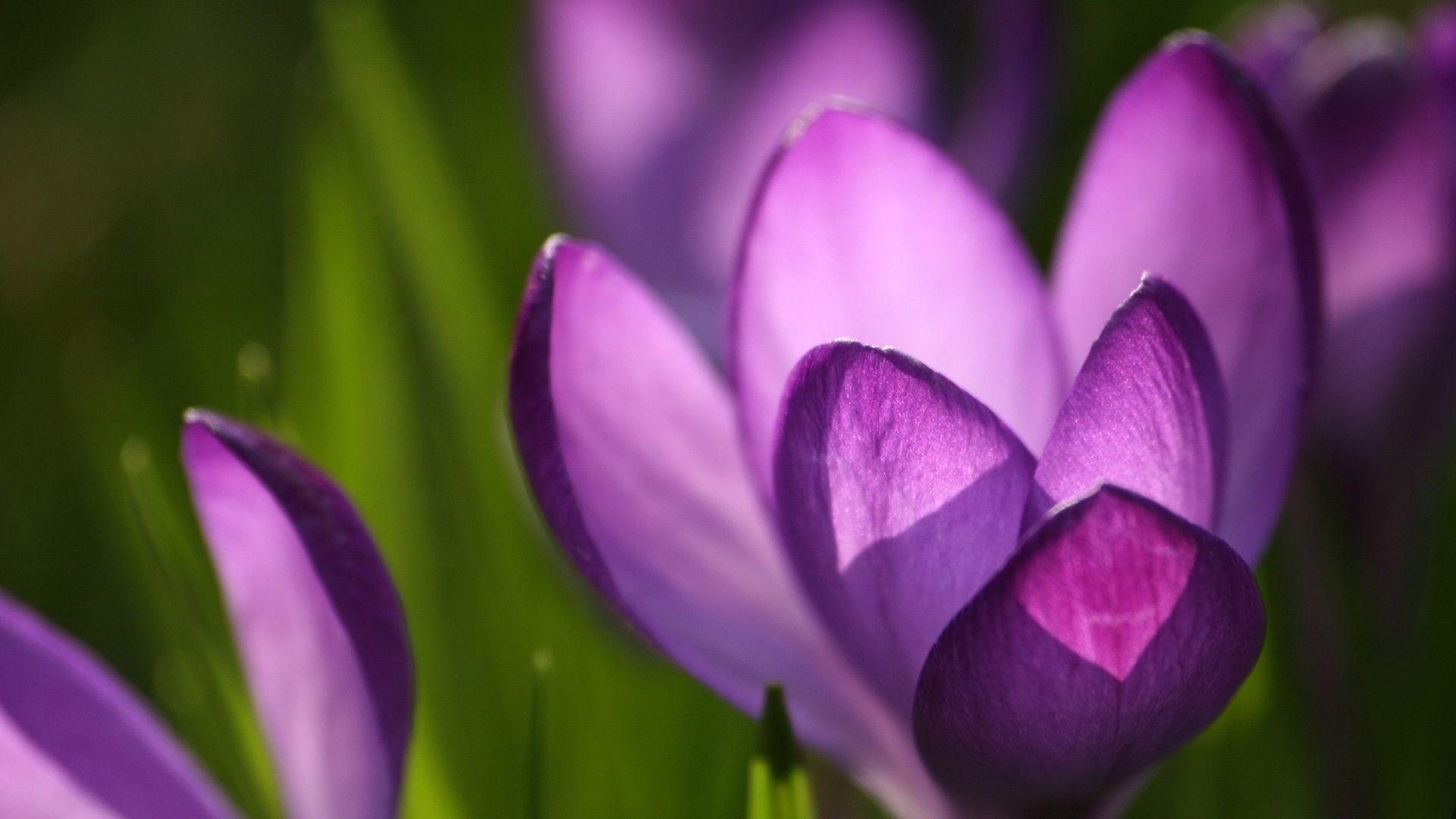 1920x1080 Spring flowers. Crocus flower, Purple spring flowers, Spring flowers wallpaper