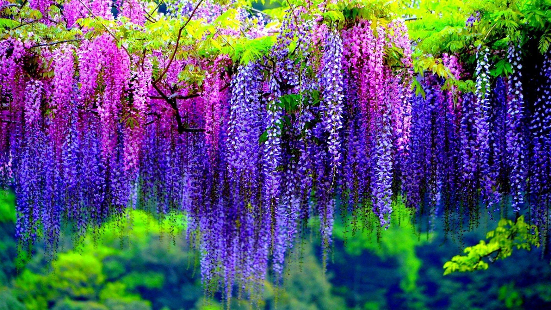 Purple Spring Flowers Desktop Wallpapers - Top Free Purple Spring ...