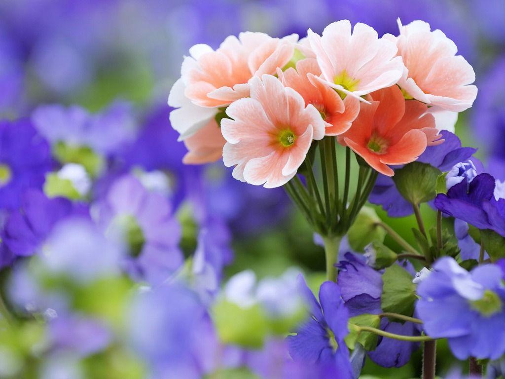 1024x768 Spring Flowers Wallpaper