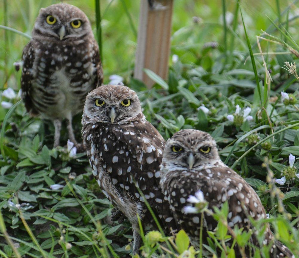 1000x864 Owl Picture. Download Free Image