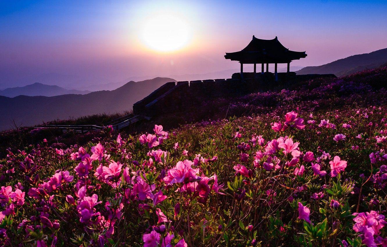 Korean Flower Wallpapers - Top Free Korean Flower Backgrounds - WallpaperAccess