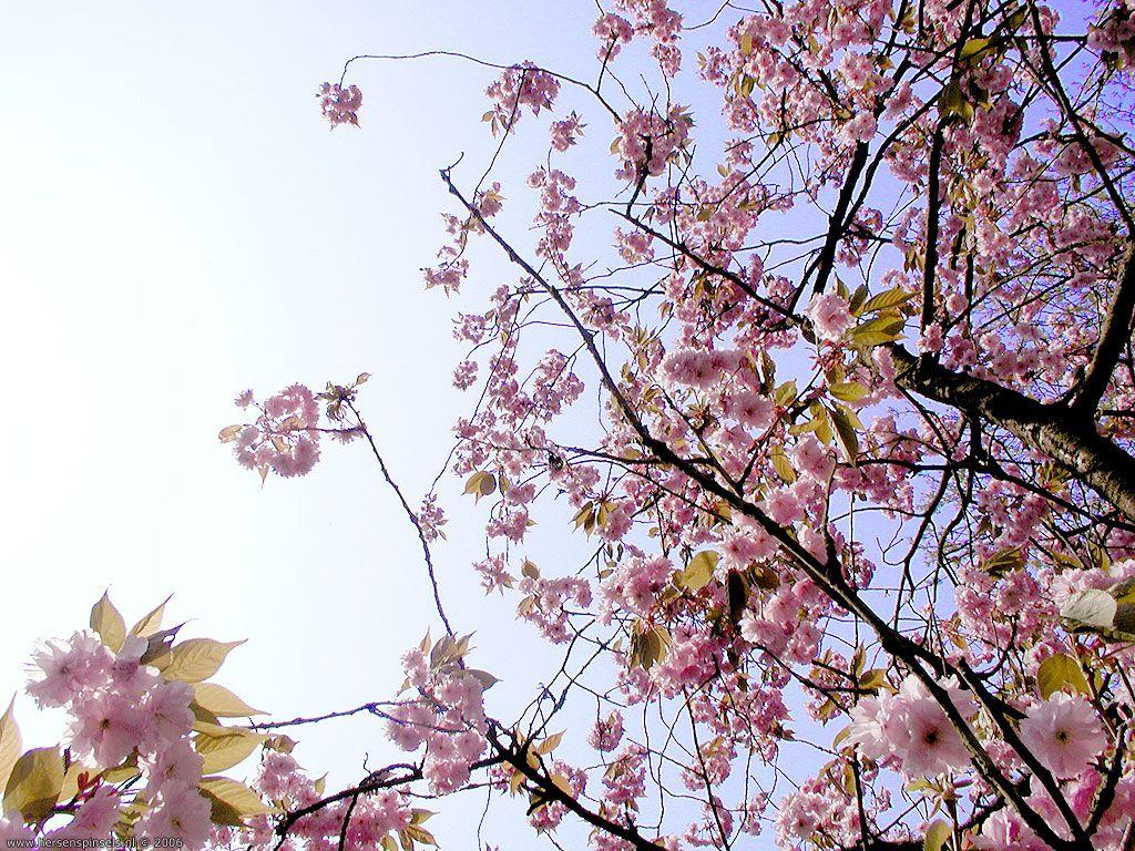 1024x768 Wallpaper: 'Flowering almond' almond or korean cherry, (Prunus japonica). The image was taken in the garden of the chapel of Boniface in Dokkum, Frysland., Dokkum, The Netherlands