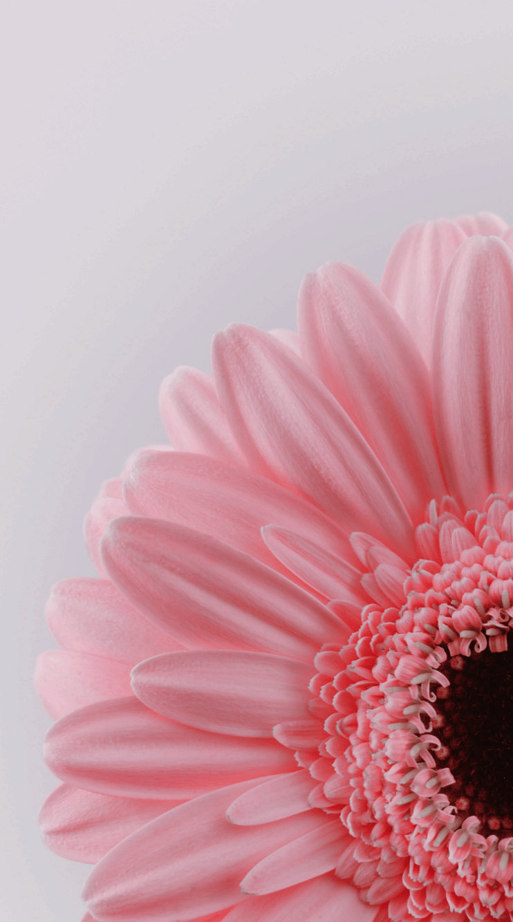 742x1334 iPhone Wallpaper Korea quite Gadgets 2018 Deutschland. Flower