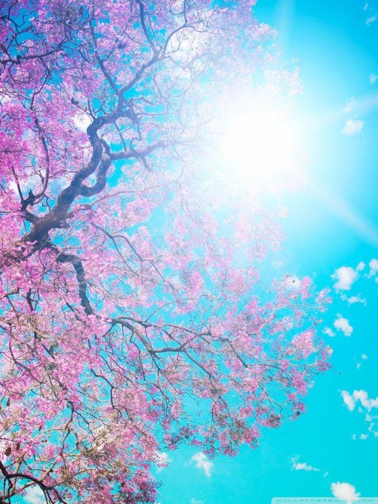 768x1024 Spring Sunshine Ultra HD Desktop Background Wallpaper for 4K UHD