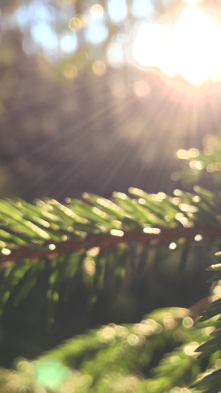Featured image of post Dslr Blur Forest Background Hd