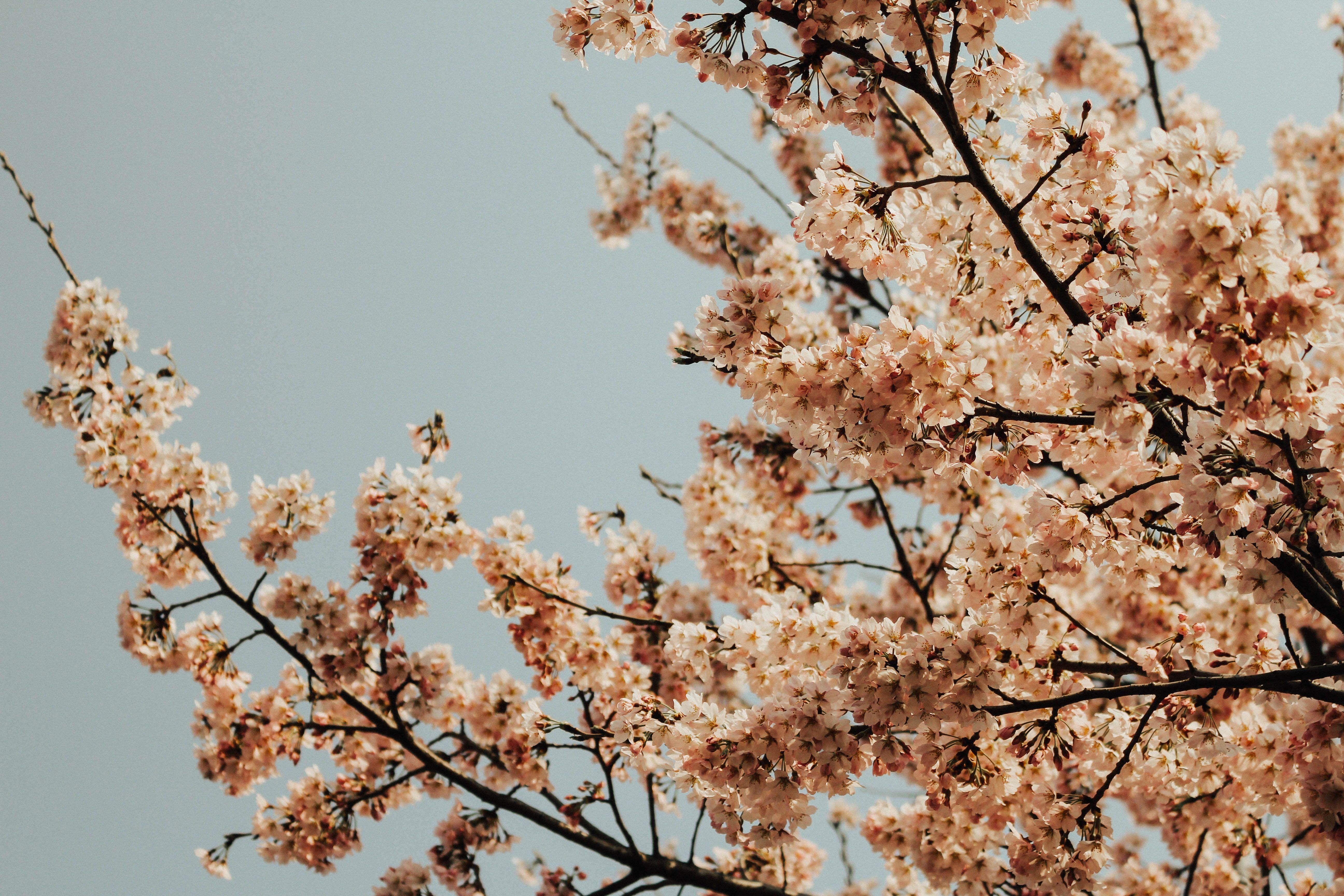 5184x3456 5184x3456 #bloom, #spring, #branch, #south korea, #pink