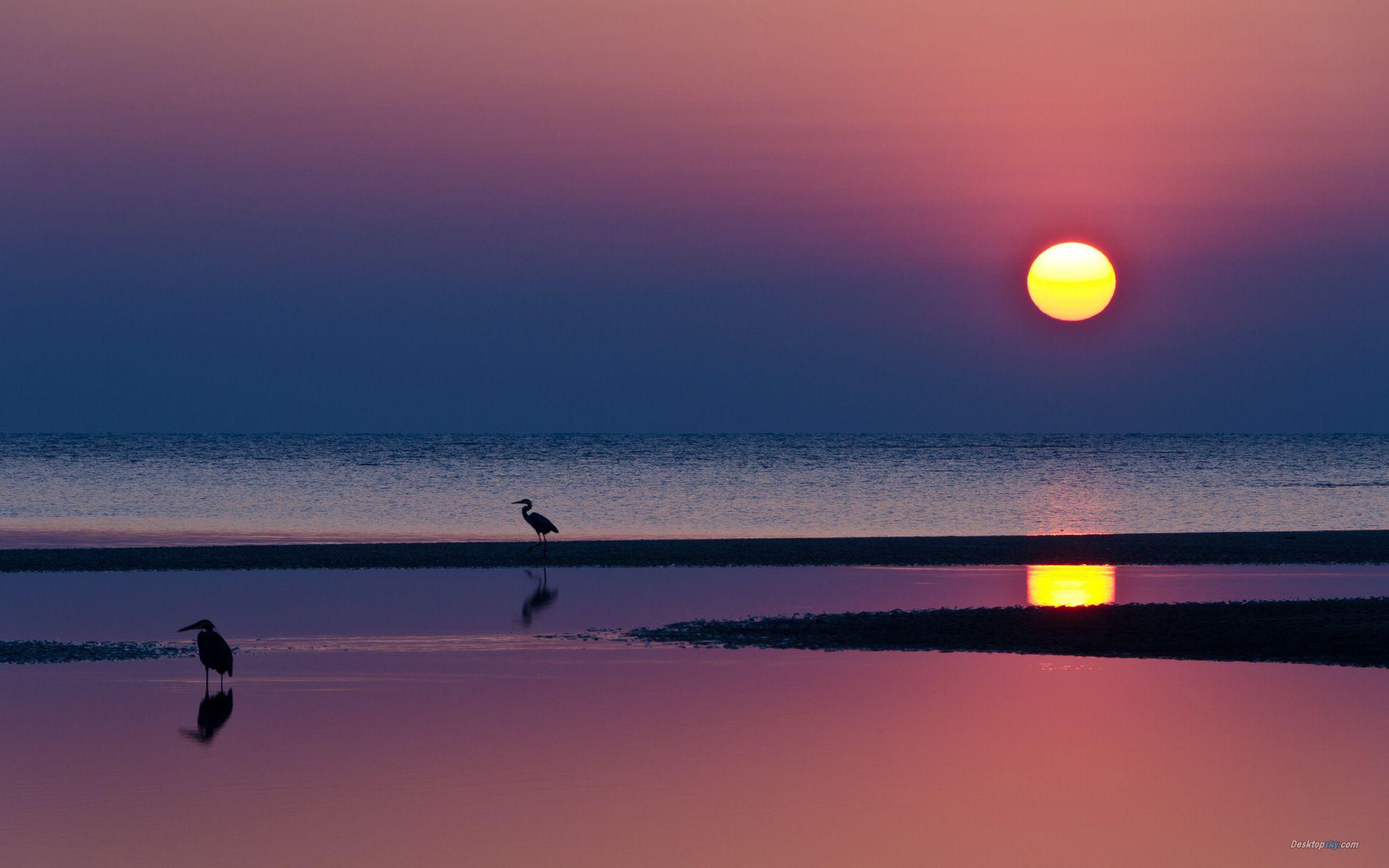 1920x1200 Evening Bright Sunset And Heron Bird Wallpaper