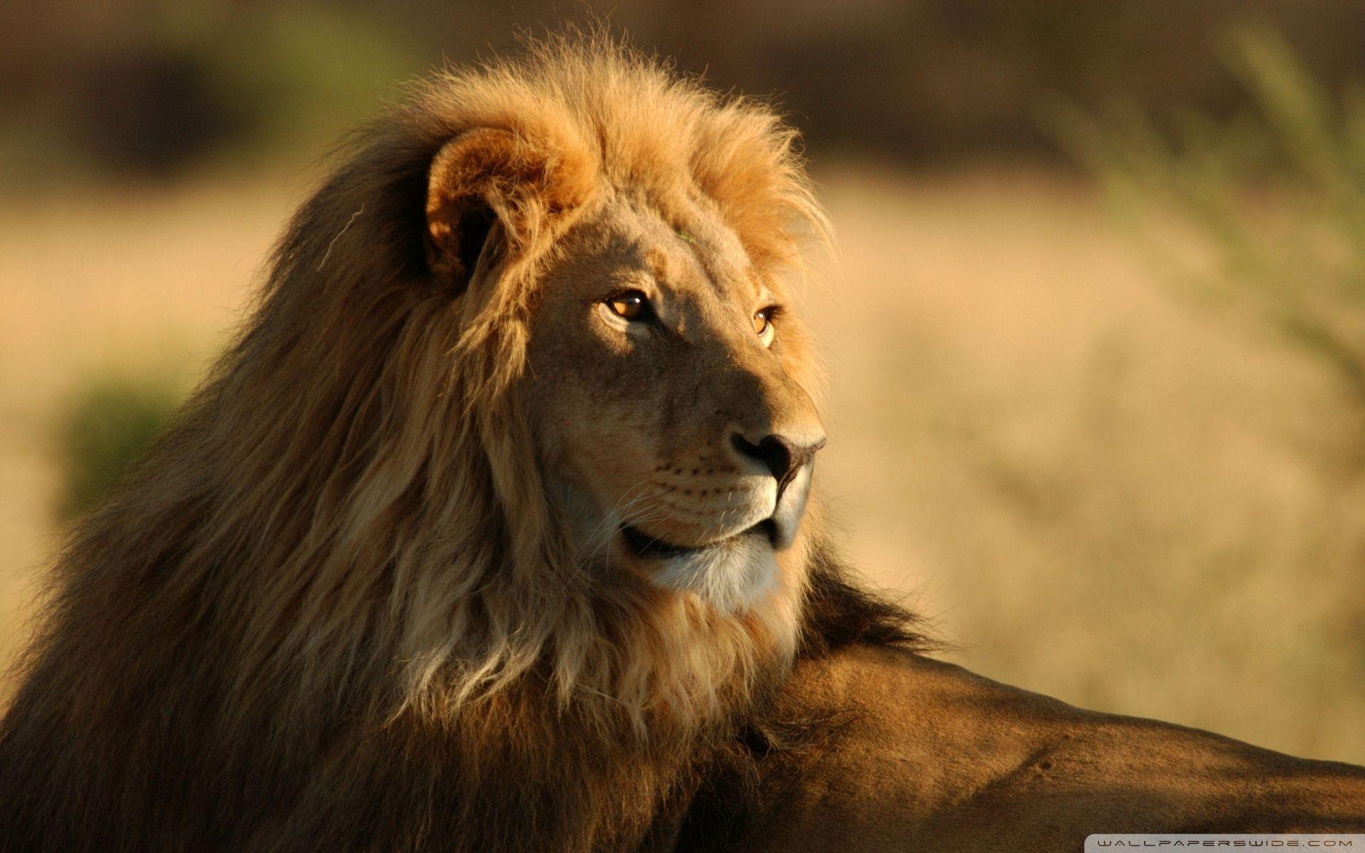 1920x1200 Wild Lion Wallpaper