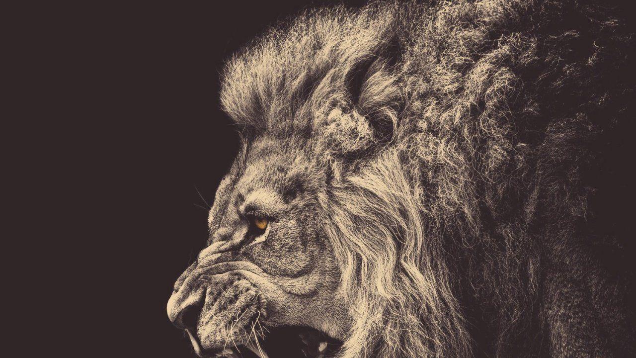 1280x720 Angry Male Lion 1280x 1024 Image Desktop Wallpaper HD Image